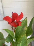 IMG-4587
