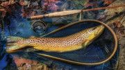 Doggon My Soul - The Classic Fly Rod Forum