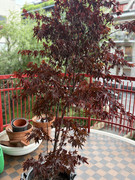 IMG-3490