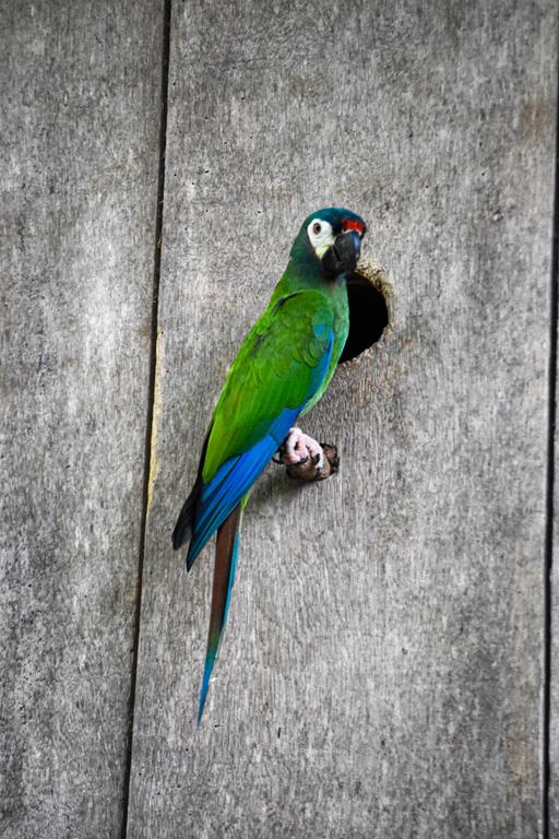 В джазе только девушки или аргентинско-бразильский калейдоскоп В джазе только девушки или аргентинско-бразильский калейдоскоп