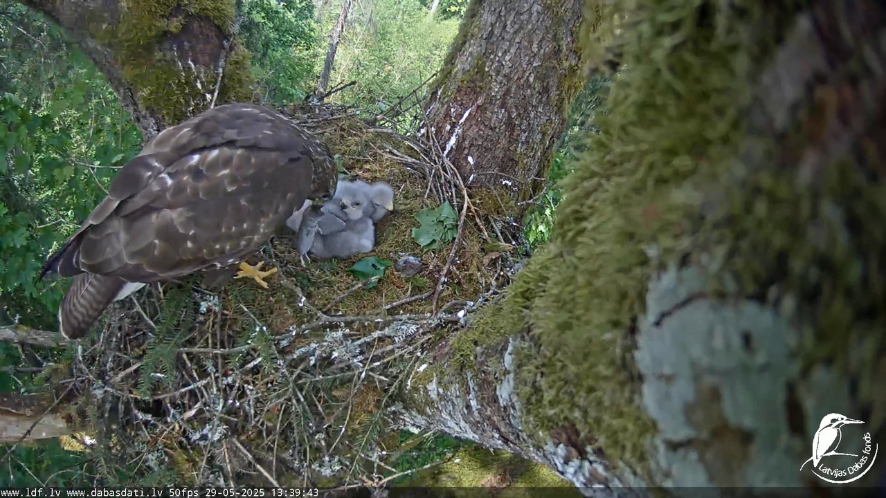 Melnās klijas (Milvus migrans) Kurzemē_ peļu klijāni (Buteo buteo) 16-15-46 screenshot