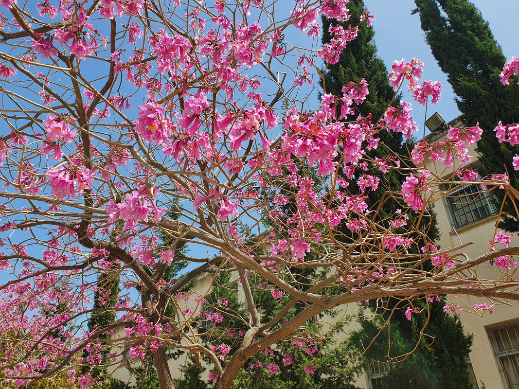 Цветущее муравьиное дерево (розовое лапачо), Хайфа