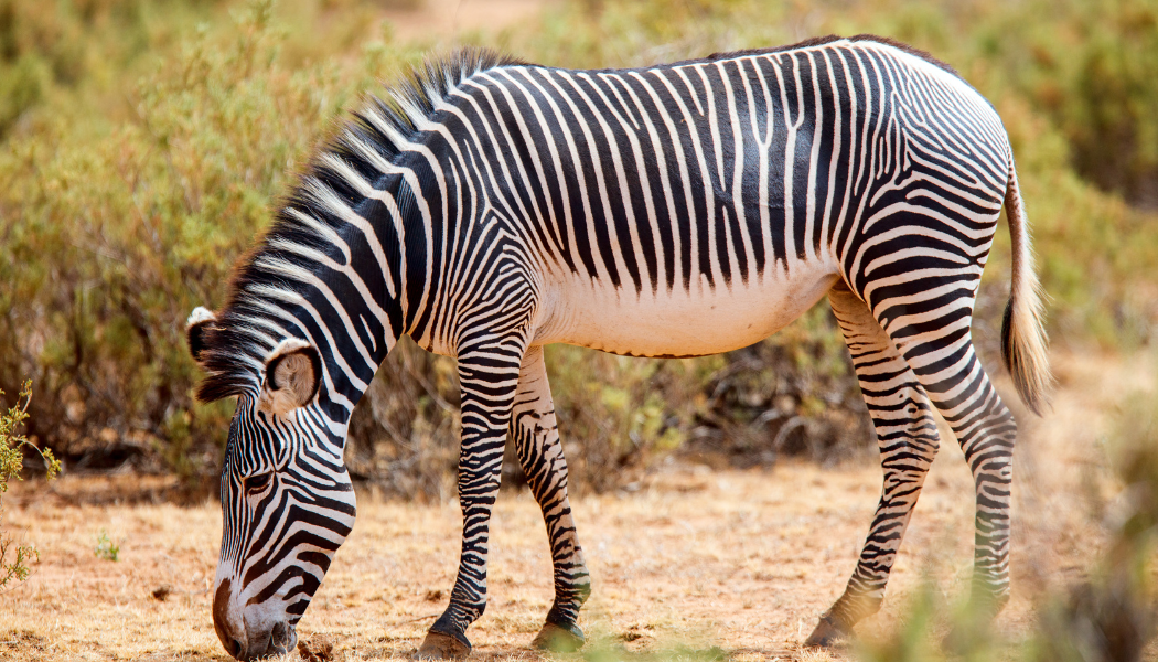 Wildlife viewing in Samburu National Reserve