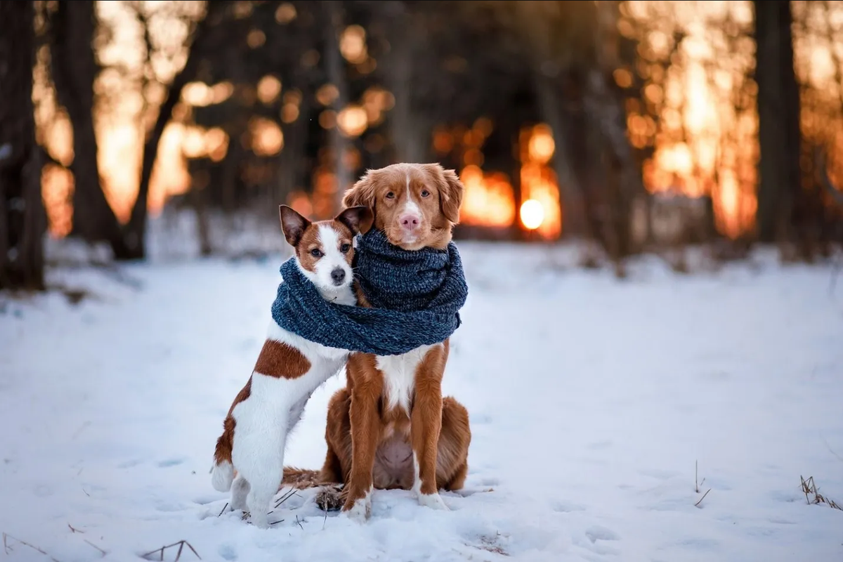 ¿Qué hacer para proteger a los perros del frío? Aplica estos 5 consejos