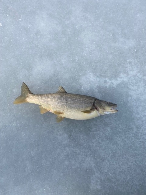 Squaw2