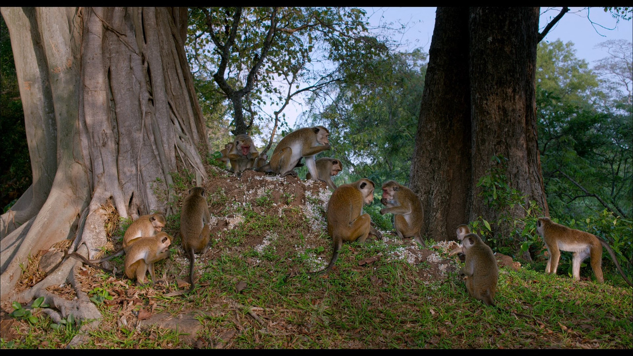 Monkey Kingdom (2015) (1080p BluRay x265 Silence)-3