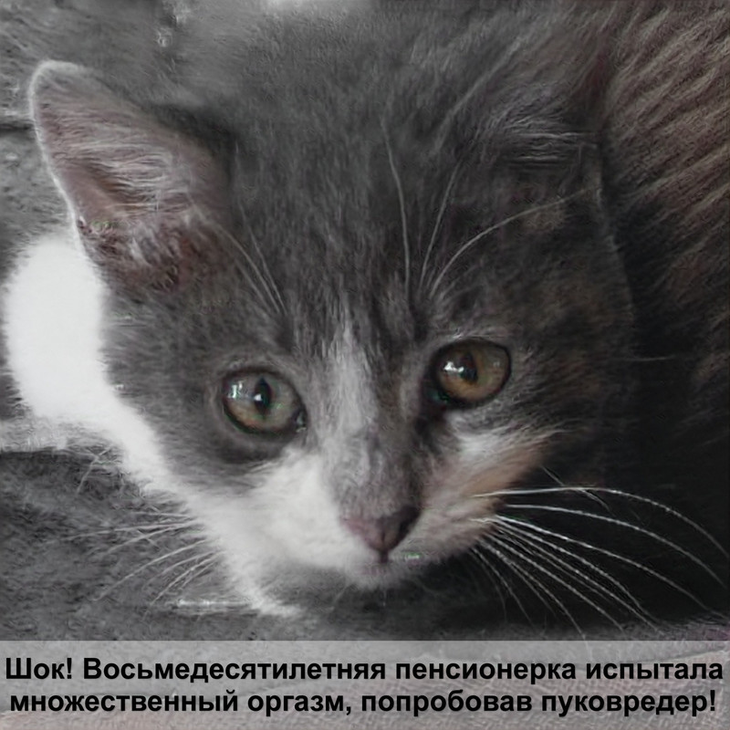 корм пурина для кошек