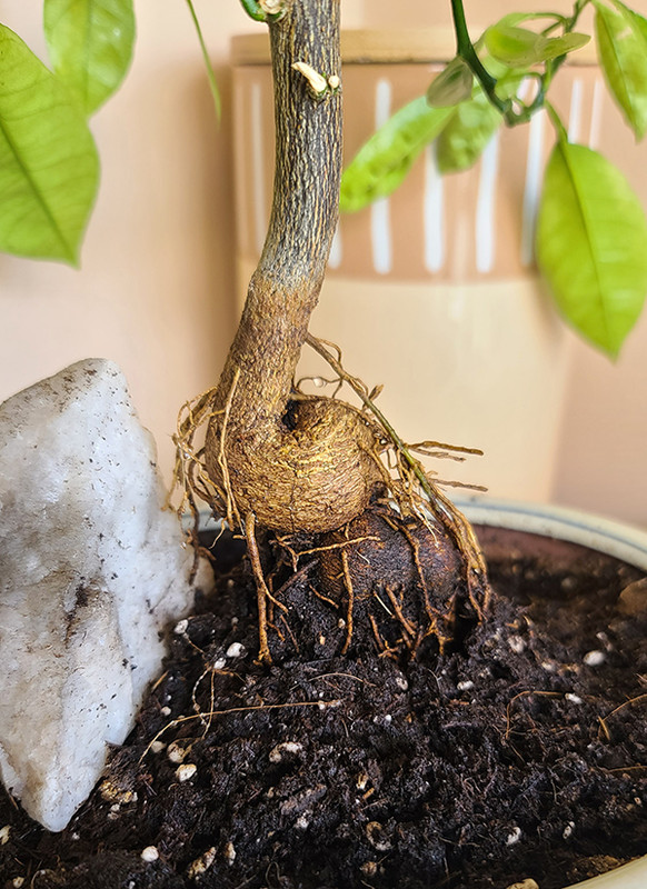 [Image: 20240321-130548.jpg]