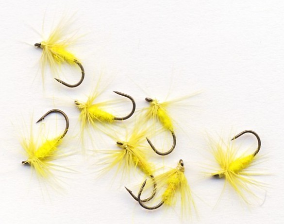Oliver Edwards' Yellow Spiders
