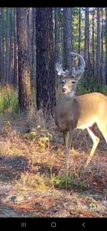 Screenshot_20241027_120536_Reveal