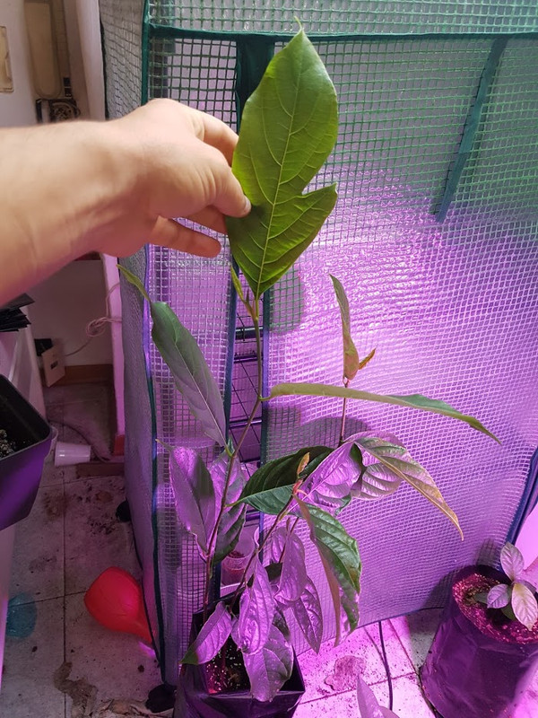 jackfruit_seeds2
