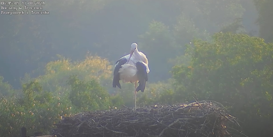 porannapielegnacjaogona