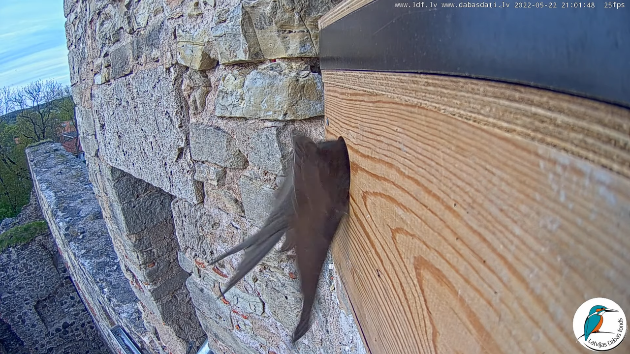 Svīre (Apus apus) Cēsu pils - LDF tiešraide _ Skreja 12-31-54 screenshot