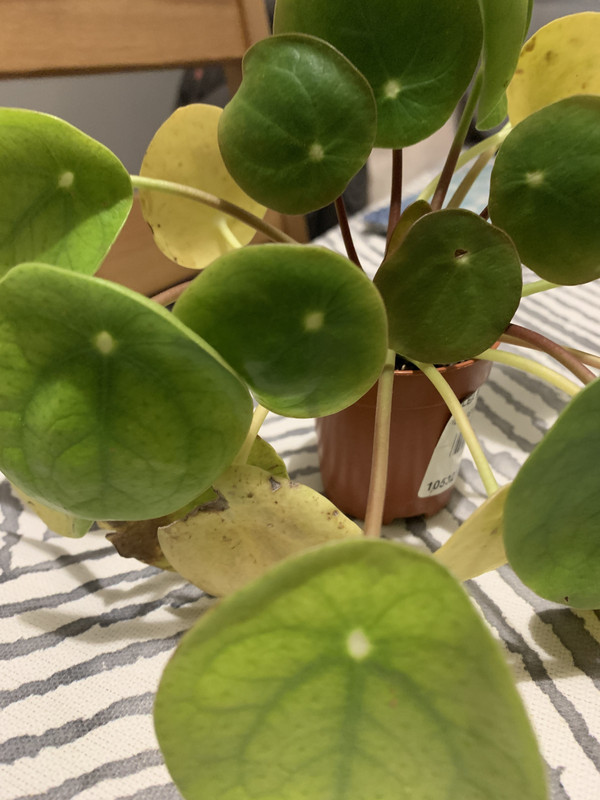 B2C929DA-2392-4090-8460-49F4B1F942A3