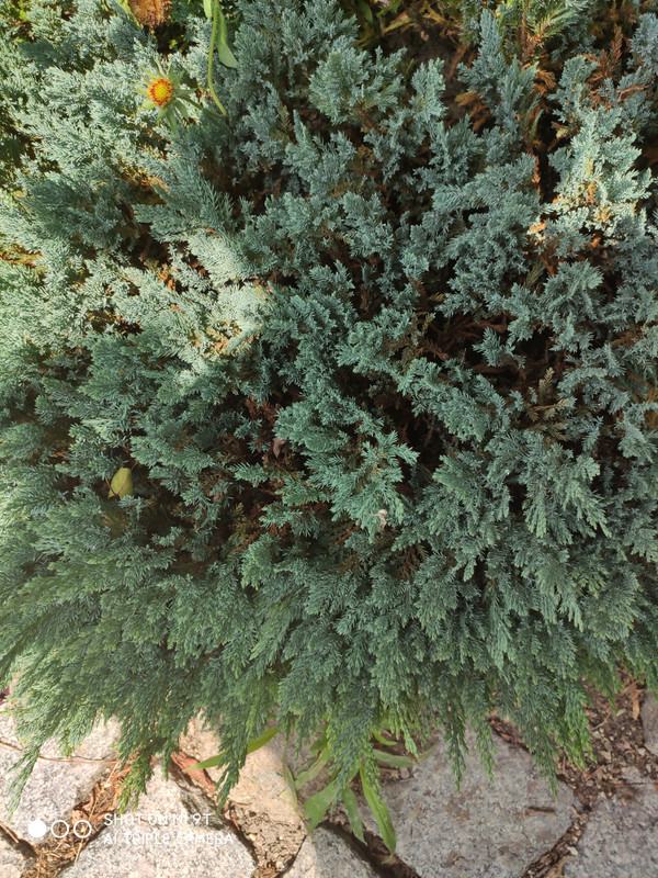 IMG_20200705_123041
