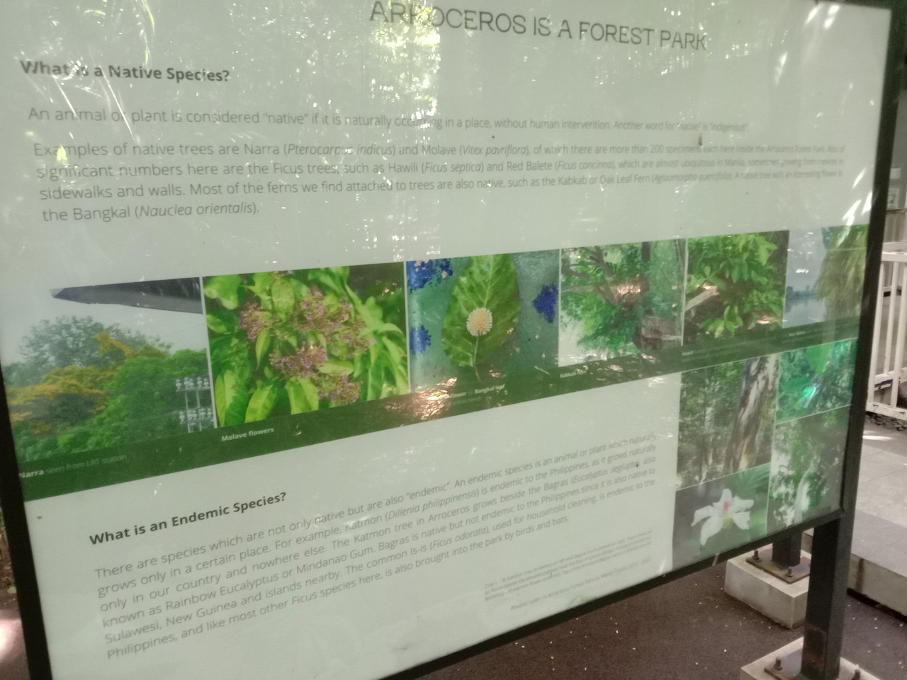 Arroceros Forest Park Manila Bagras20260715 142103