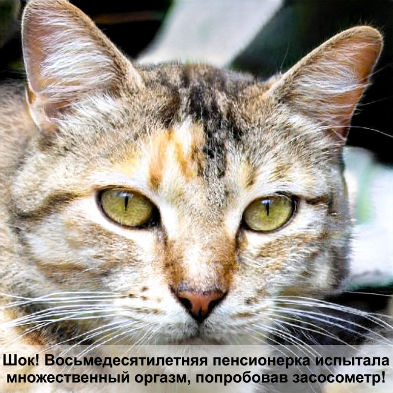 самая дикая кошка