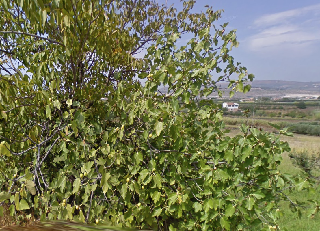 Screenshot-2025-03-09-001143.png