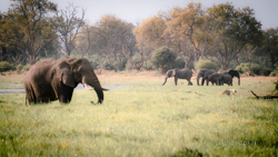 Moremi: la joya de la corona, donde te emocionarás a cada instante. - Botswana y Cataratas Victoria: la esencia de África y maravilla natural (1)