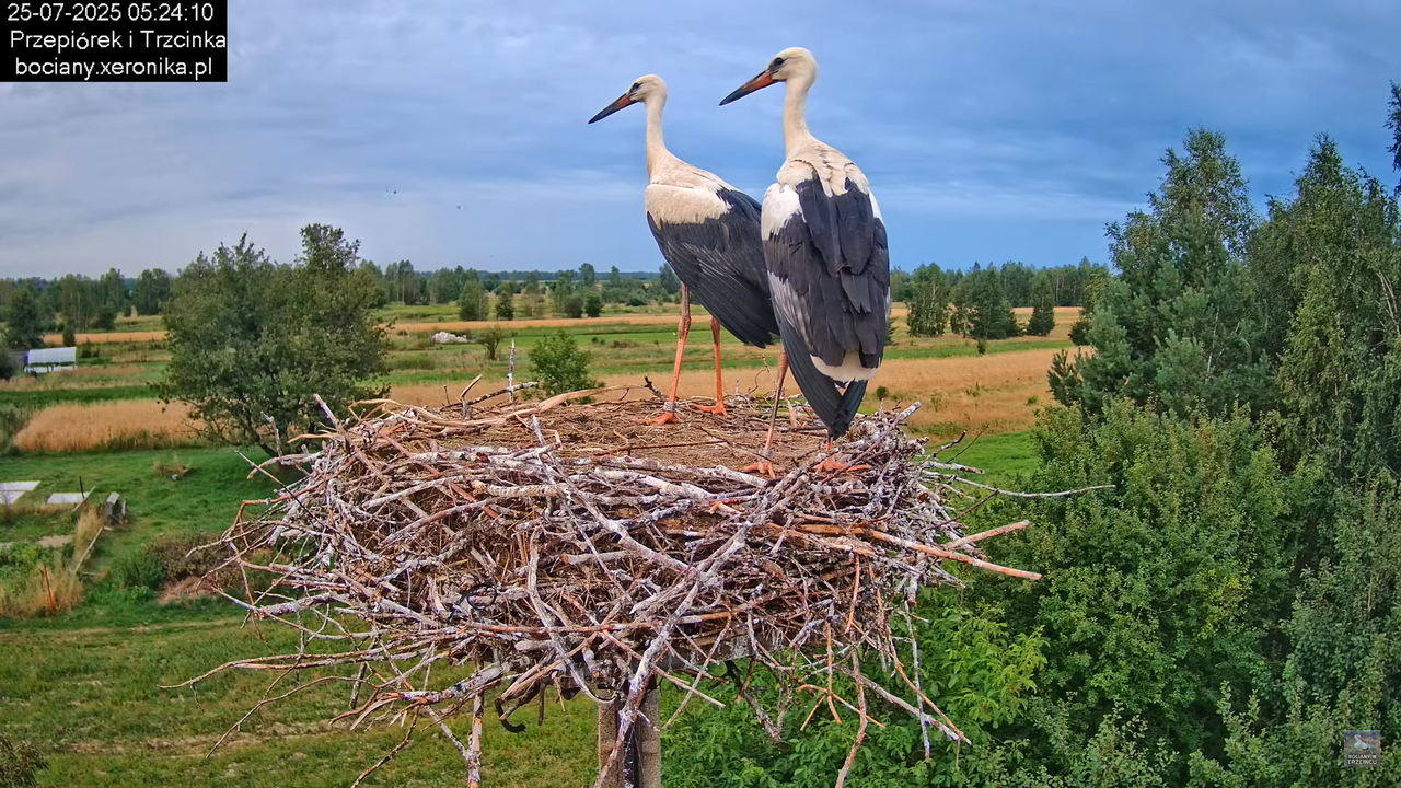 25072025bociany8