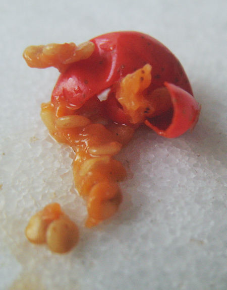 culture Ashwagandha Ashwagandha-fruitsmurs3