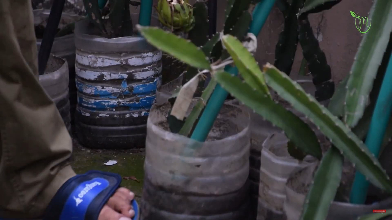 water-jug-as-container-dragon-fruit.jpg