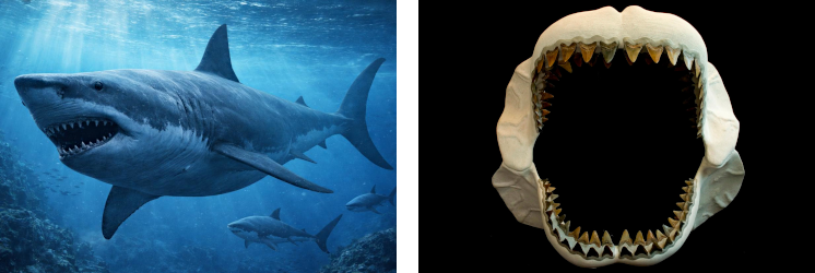 Megalodon-(Otodus-megalodon).png