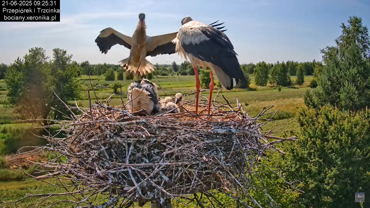 21062025bociany12