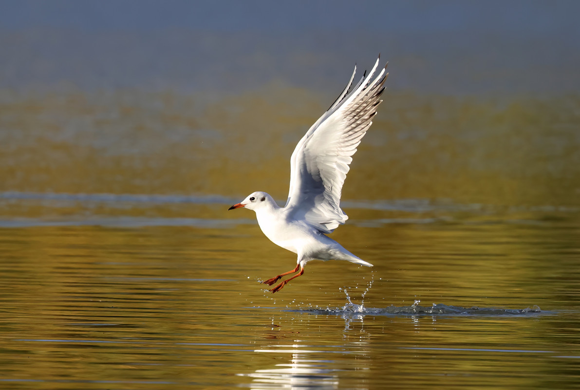 5E3A2447-topaz-denoise-sharpen