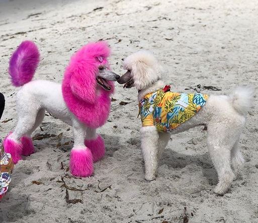 The PF Valentine Poodle Love Photo Contest accepting entries | Poodle Forum