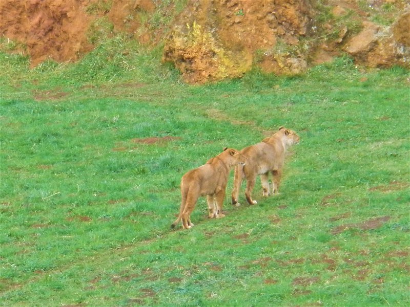 PARQUE NATURAL DE CABÁRCENO-2-2-2011-CANTABRIA - Paseando por España-1991/2024 (35)