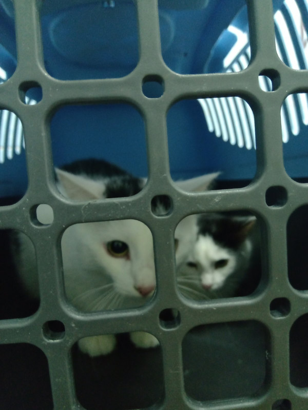 IMG-91724d81284019ecab248804c0f75435-V