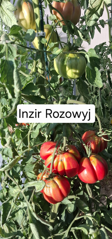Obrazek