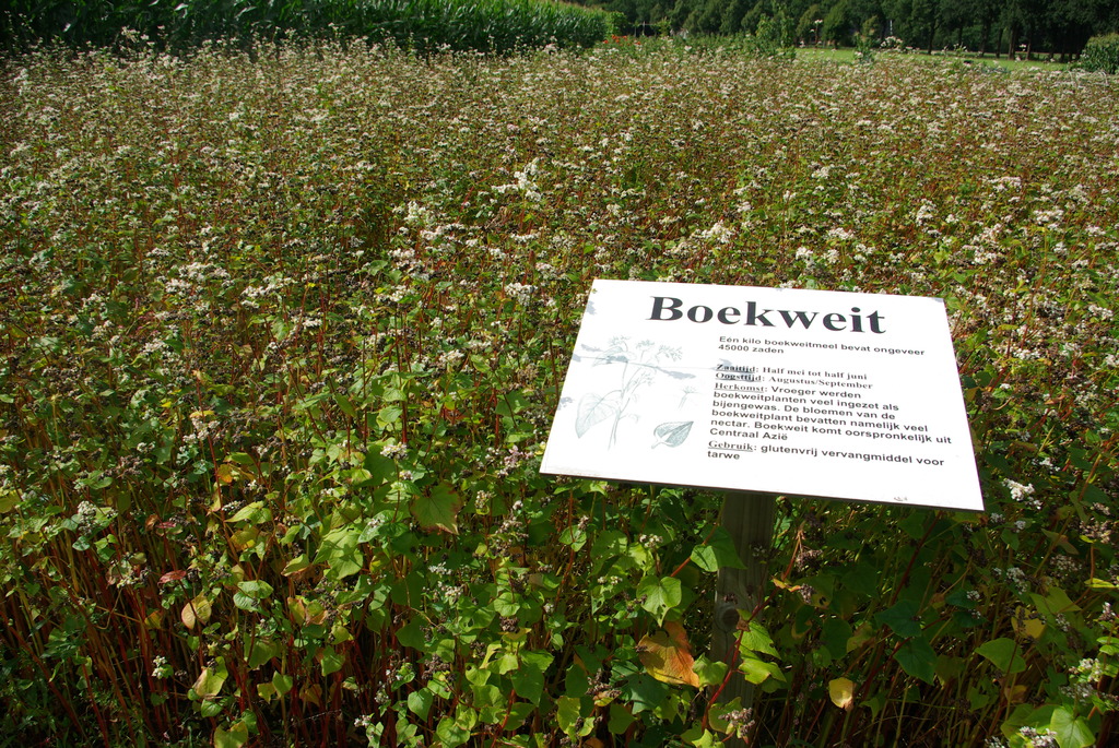 (02748) Jantina Hellingmolen - Aalden 9