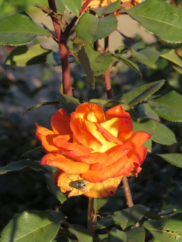 https://i.postimg.cc/nzDpXvk8/043-IMG-7323.jpg