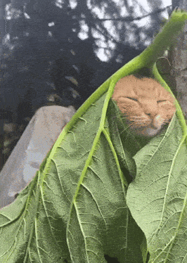 cat_leaf.gif