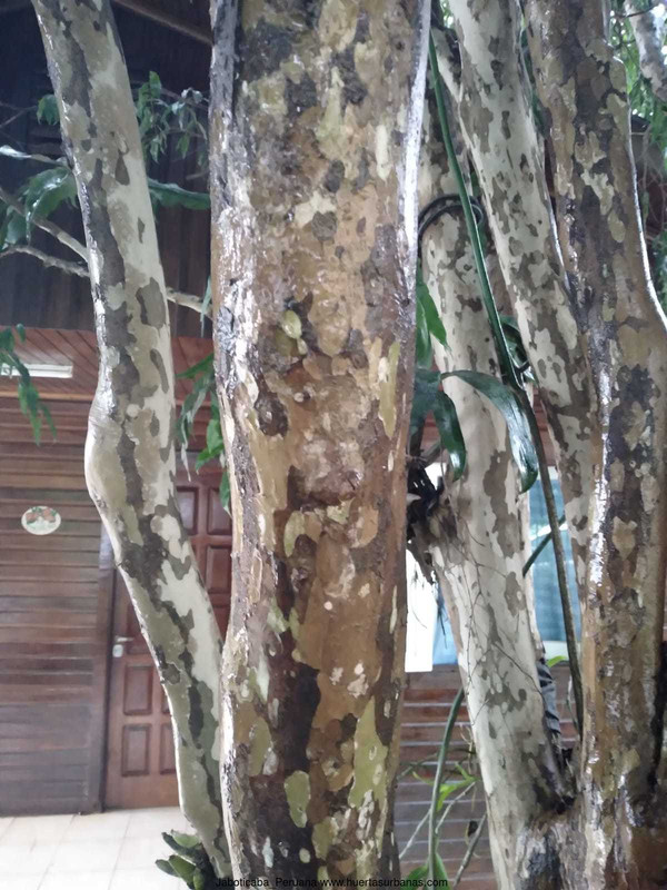 Huertasurbanas_com-tronco_jaboticaba_peruana.jpeg-20211010_101106Jaboticaba_Peruana