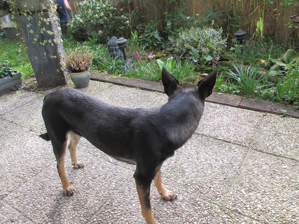 Afbeelding