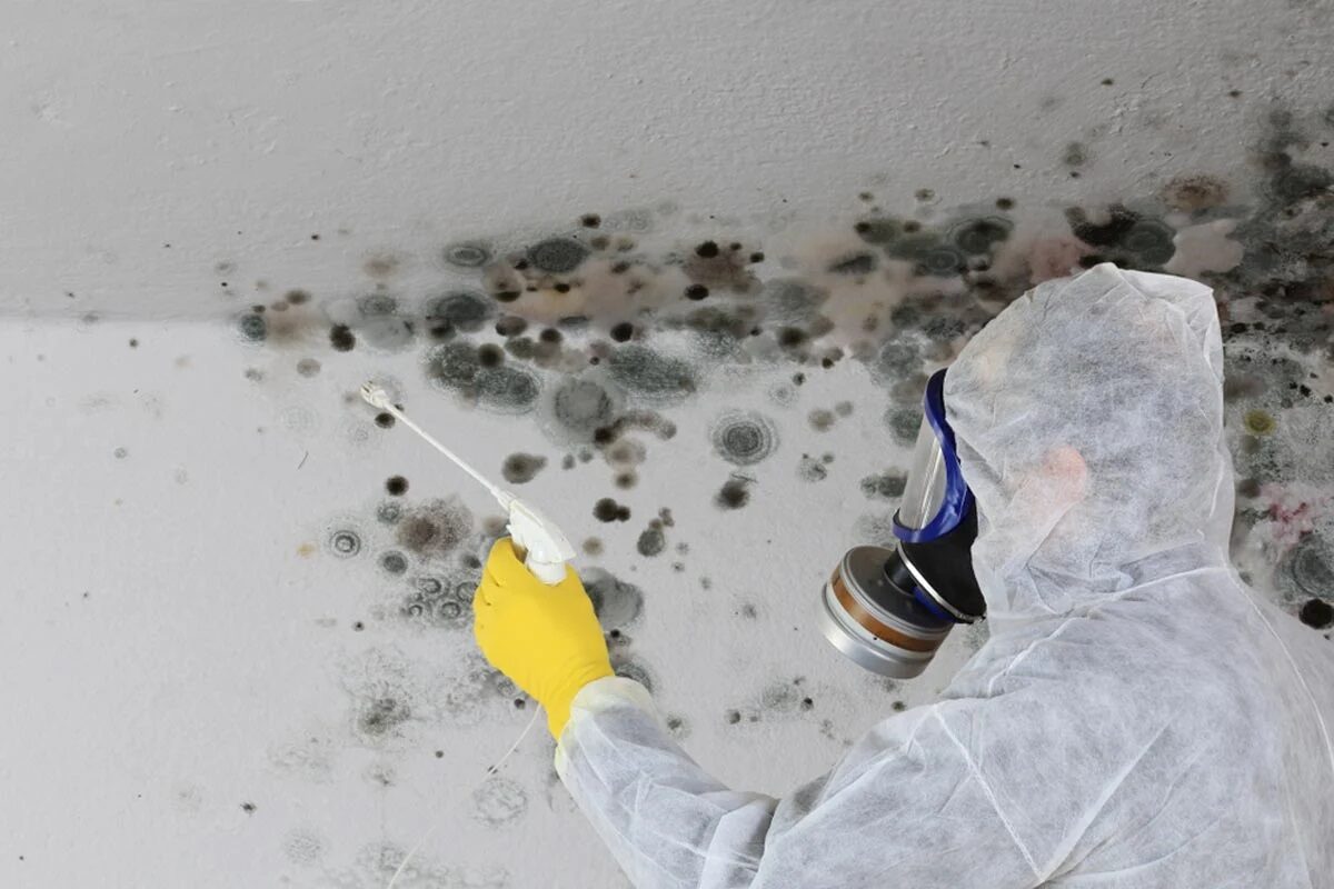 Technician treating mold growth on a wall