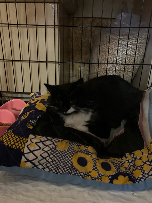 Звездочка12