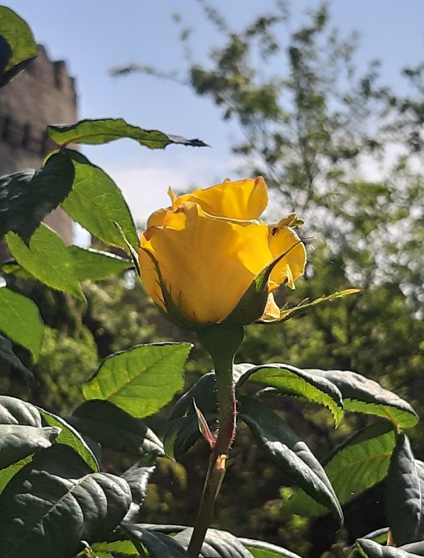 https://i.postimg.cc/nzHtPXb2/086-20190513-084557.jpg