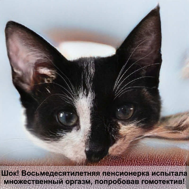 пурина ван для котят