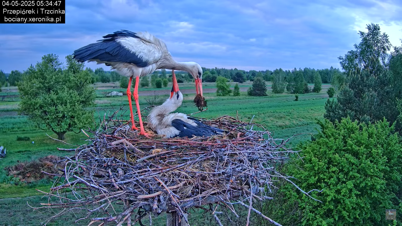 04052025bociany5