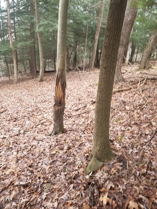 Scouting Trip Using Beast Tactics The Hunting Beast