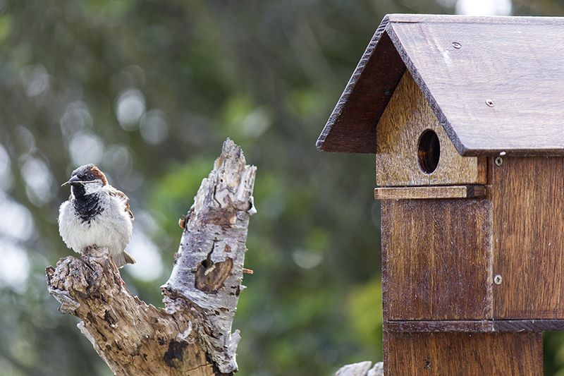 Sparrow-Outside-House-Small.jpg