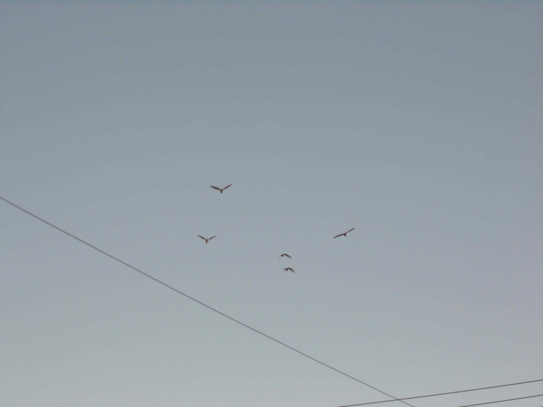 29.1.migration(question mark) I