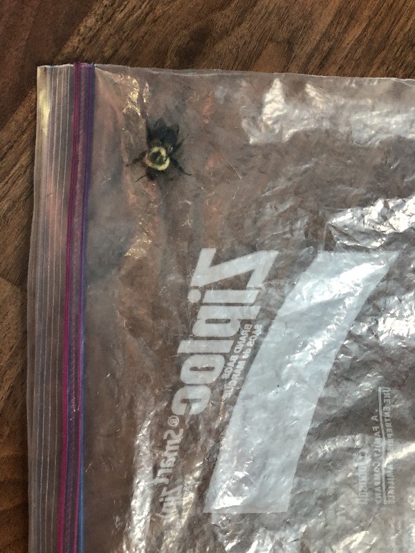 [Image: 2-BF4-D5-C2-56-DD-4557-B01-C-484-A9-C665-F2-A.jpg]