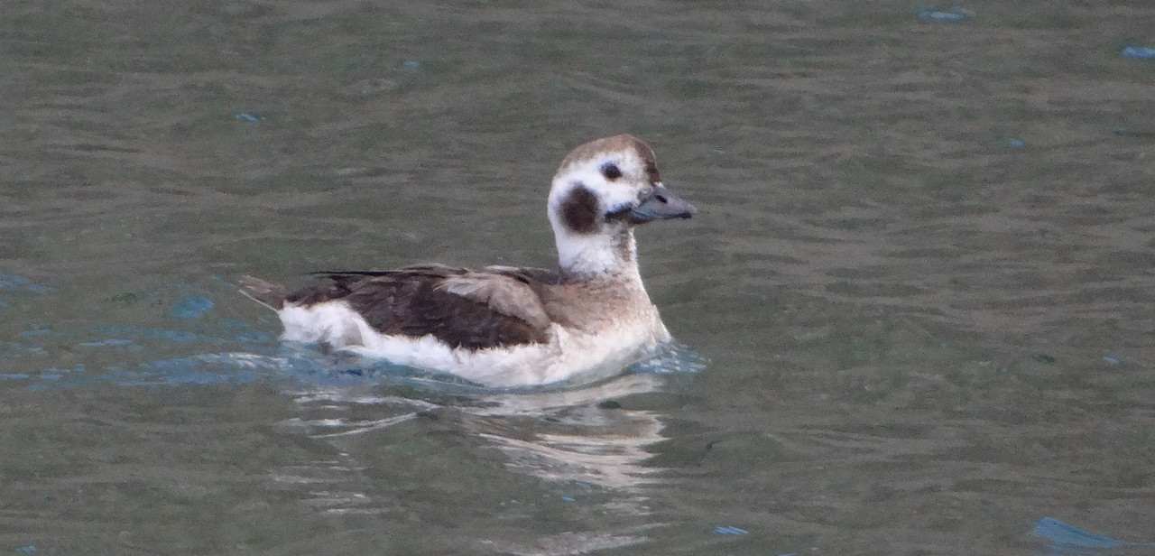 FE LONG TAILED DUCK 3 250424