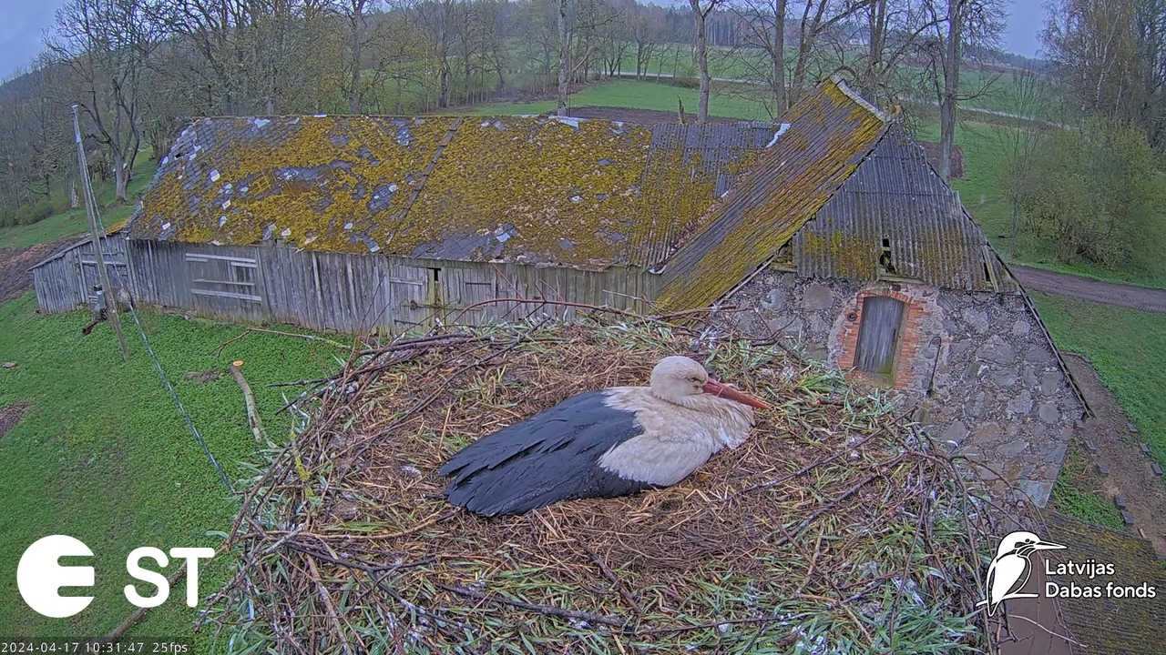 Baltie stārķi (Ciconia ciconia) Tukuma novadā - LDF tiešraide __ White storks in Tukums, Latvia 6-21