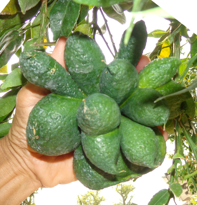 Mystery_Citrus1 (9-15-20)